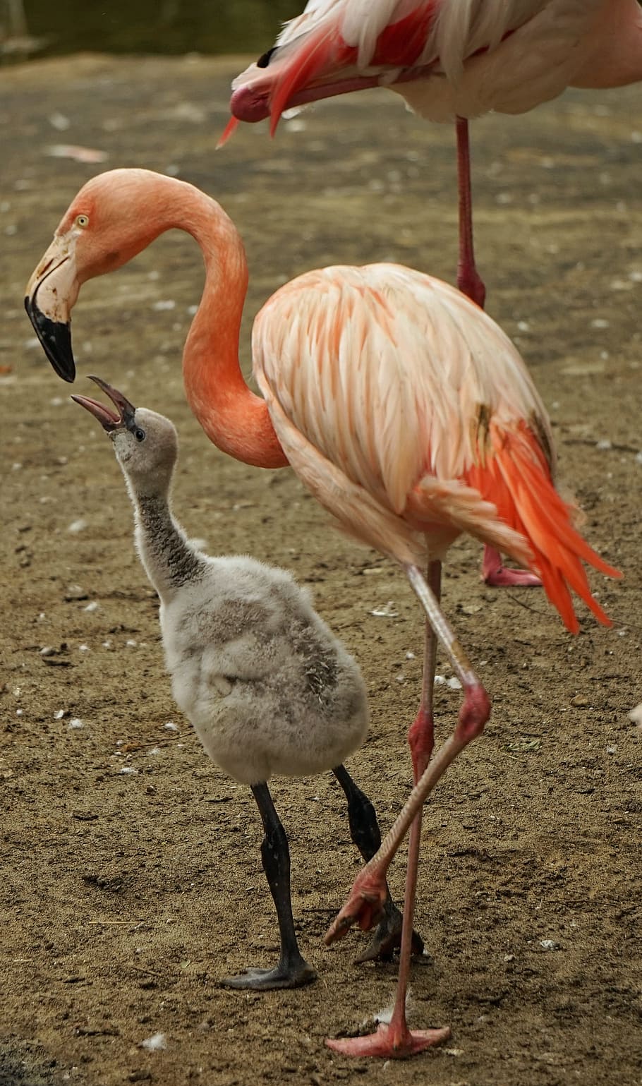 фламинго, беби фламинго, розовый, водяная птица, молодое животное, корм, оперение, птица, темы животных, животные в дикой природе