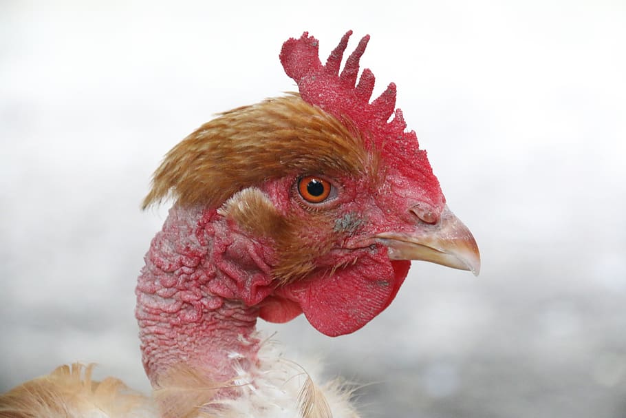 hen, naked neck, head, poultry, bird, backyard, animal themes, chicken - bi...