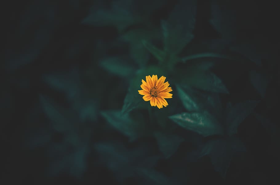 nature, earth hour, earth, landscape, flower, green, beautiful, nature graphy, yellow, moody