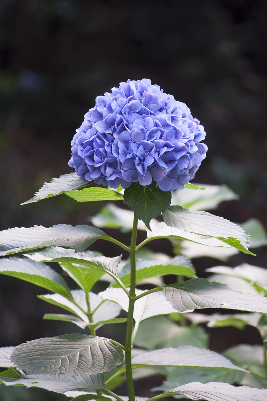 nature, flowering plant, flower, hydrangea, blue, green, vertical composition, summer, plant, beauty in nature