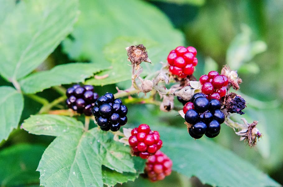 blackberry, garden, fruit, berry, food, nature, summer, organic, ripe, fresh