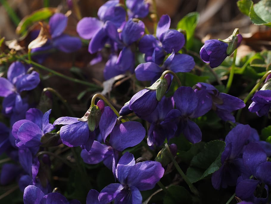scented violets, violet, flower, blossom, bloom, viola odorata, march violets, fragrant violets, violet plant, violaceae