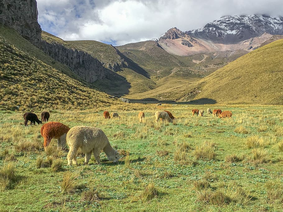 marrón, blanco, animales, pastoreo, campo de hierba, durante el día, ecuador, meseta, alpacas, paisaje