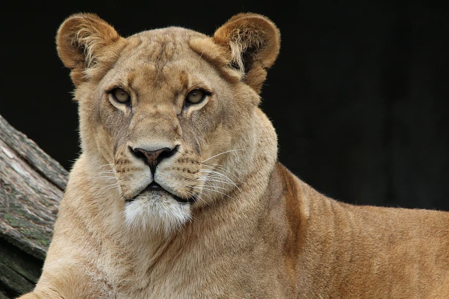 close-up photography, brown, lioness, lion, panthera leo, animal world, africa, portrait, animal, animals