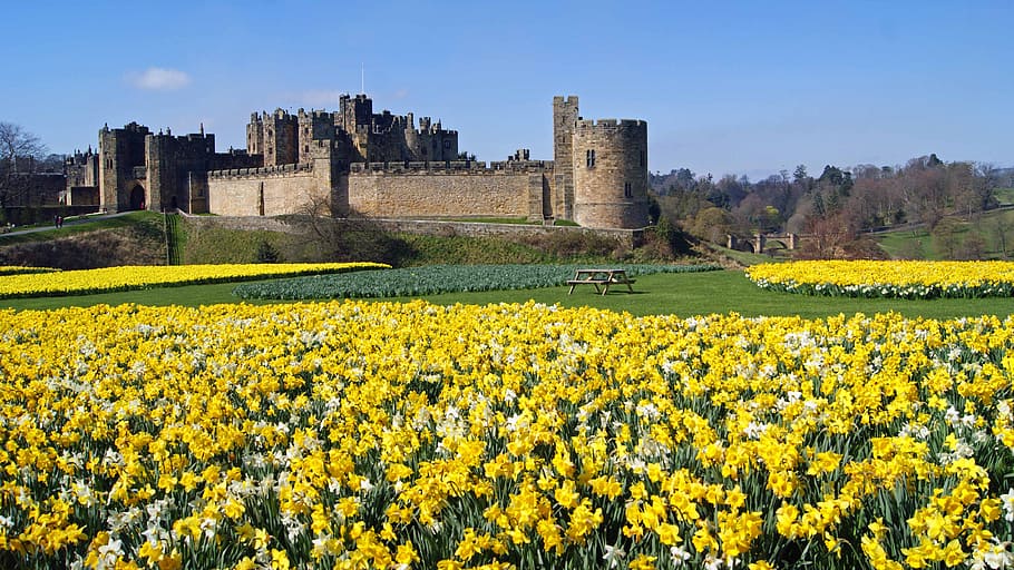 Castillo de Alnwick, narcisos, cama, pétalos, flores, \, arquitectura, flor, paisaje, planta