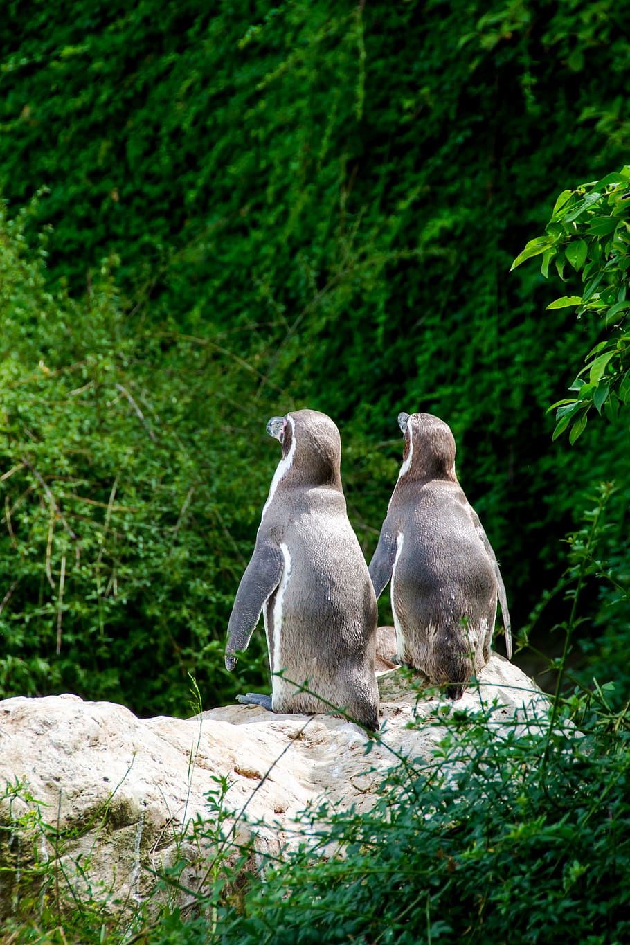 ペンギン 甘い 一緒に 2 動物 かわいい 好奇心 回復 休息 確か Pxfuel