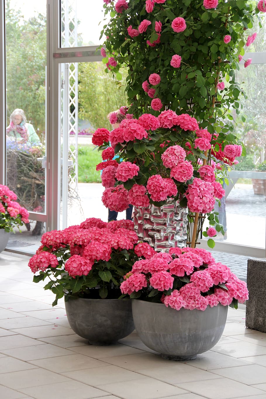 hydrangeas, pink, decoration, hydrangea, flower buds, hydrangeas ball, hydrangea plants, plant, flowering plant, flower