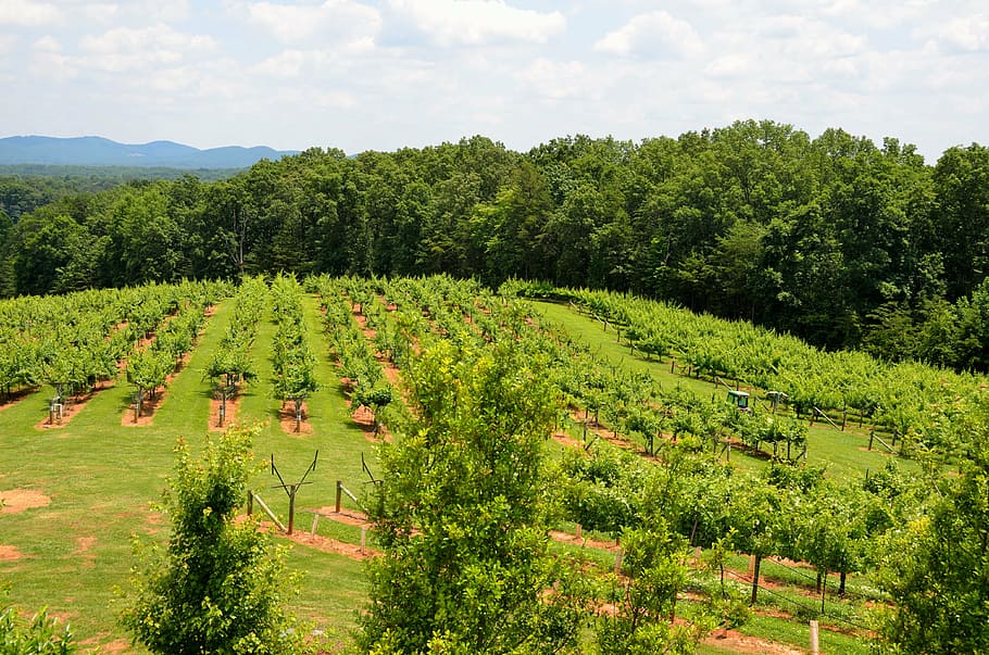 pohon hijau, kebun anggur, kilang anggur, lanskap, di luar ruangan, georgia utara, pertanian, pedesaan, anggur, pemeliharaan anggur
