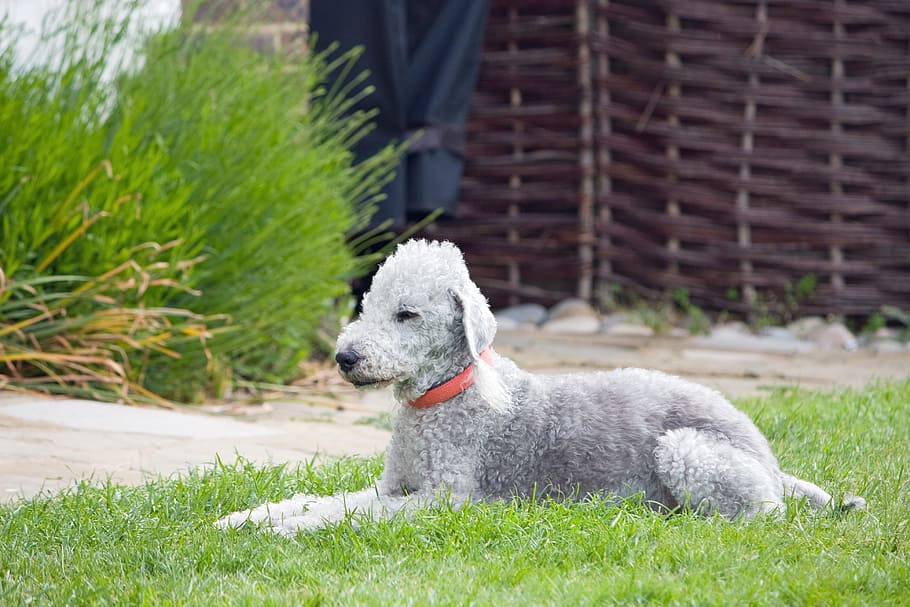 Bedlington Terrier, perro, canino, animal, mascota, raza, bedlington, terrier, lindo, tendido