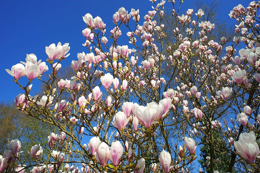 magnolia, tulip magnolia, early bloomer, spring, nature, plant, flowers, garden, awakening, tree