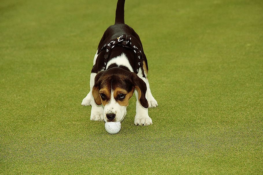 golf, golfer, ball, sport, game, recreation, dog, canine, domestic, pets
