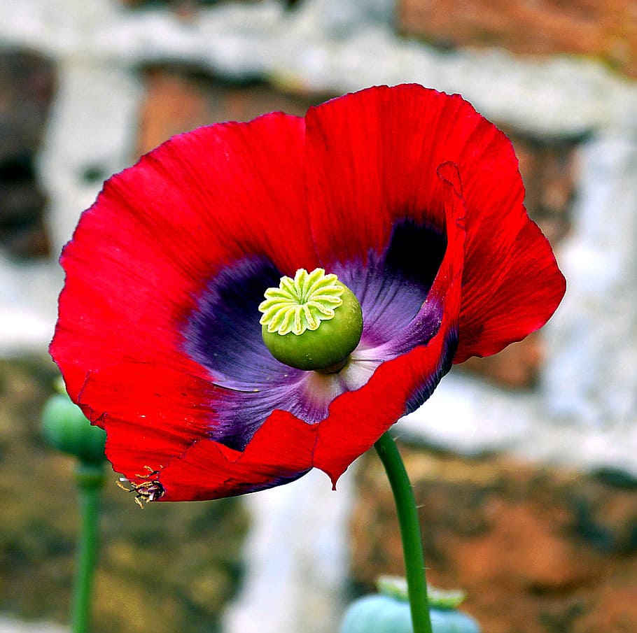 selective, focus photography, red, purple, petaled flower, opium poppy, poppy, poppy flower, mohngewaechs, poppy capsule