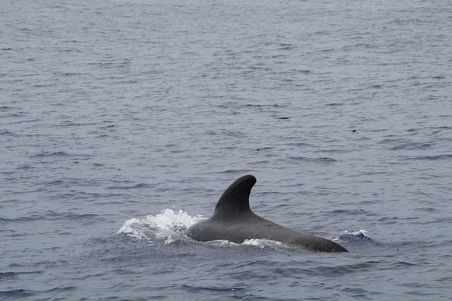 baleia piloto, mamíferos marinhos, água, nadar, mundo animal, atlântico, barbatana dorsal, finn, mergulho, golfinho