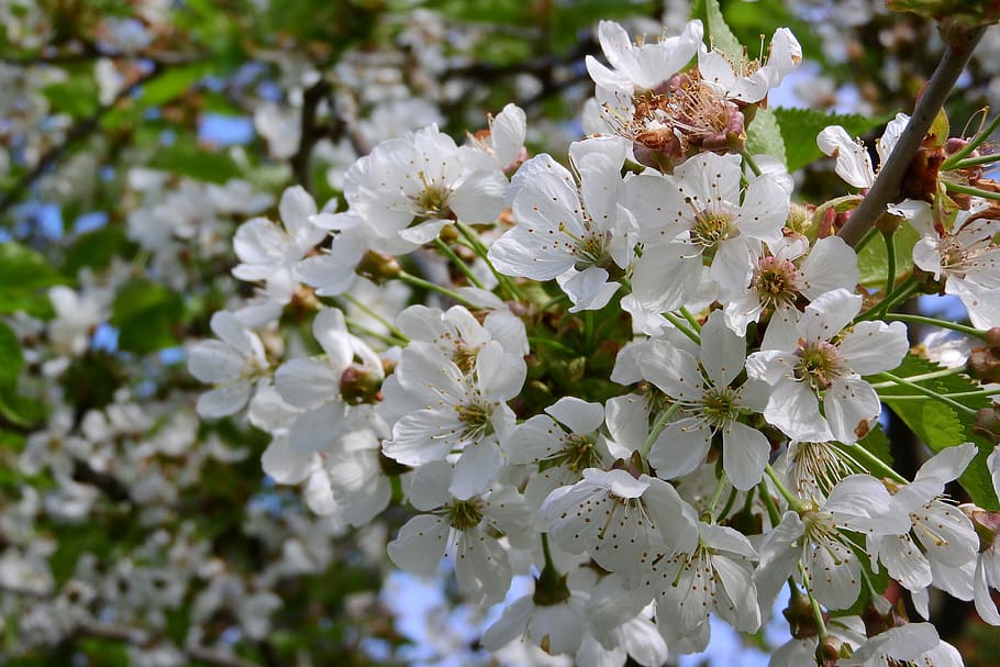 桜 白い花 開花桜 5月1日 春の花 花 自然 もろさ 成長 人なし Pxfuel