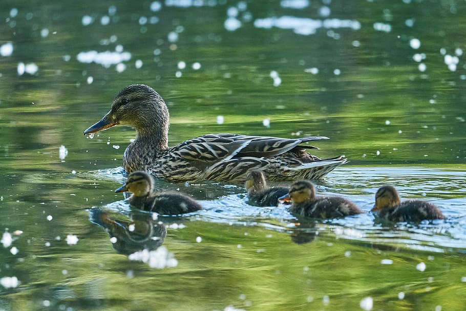 Muter Segerombolan Manis Binatang Muda Bebek Air Kaki Burung Air Danau Berenang Pxfuel