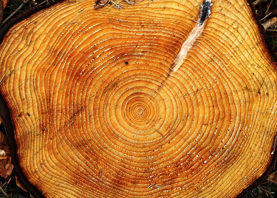 tree, ring, age, growth, concentric, log, tree ring, textured, pattern, close-up
