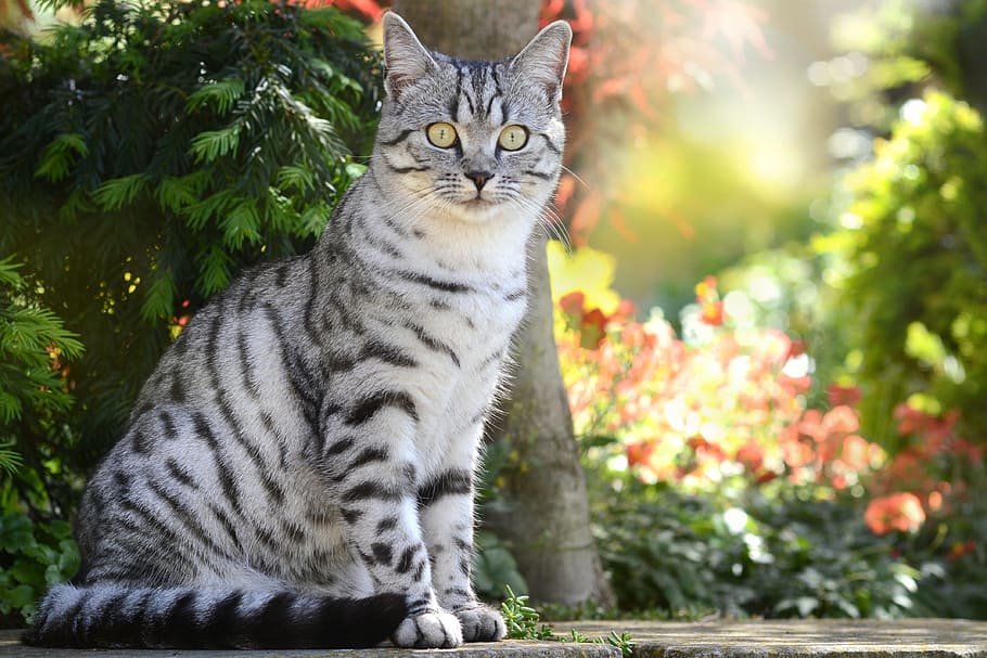 은색 줄무늬 고양이, 고양이, 나비, 어린 고양이, 애완 동물, 영국 쇼트 헤어, 고등어, 짧은 머리, 모피, 영국