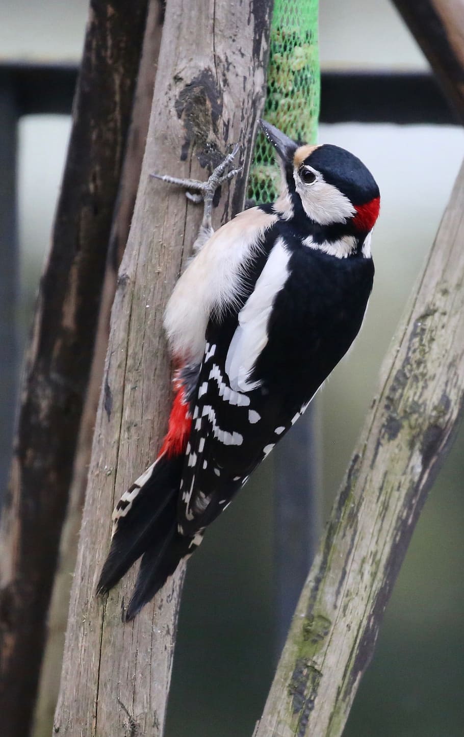 Nature, Animals, Birds, great spotted woodpecker, animal world, bird, animal wildlife, one animal, animals in the wild, animal themes