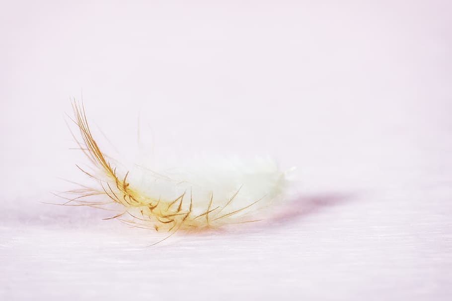 feather, slightly, tender, flying, chicken, wind, airy, abstract, studio shot, plant