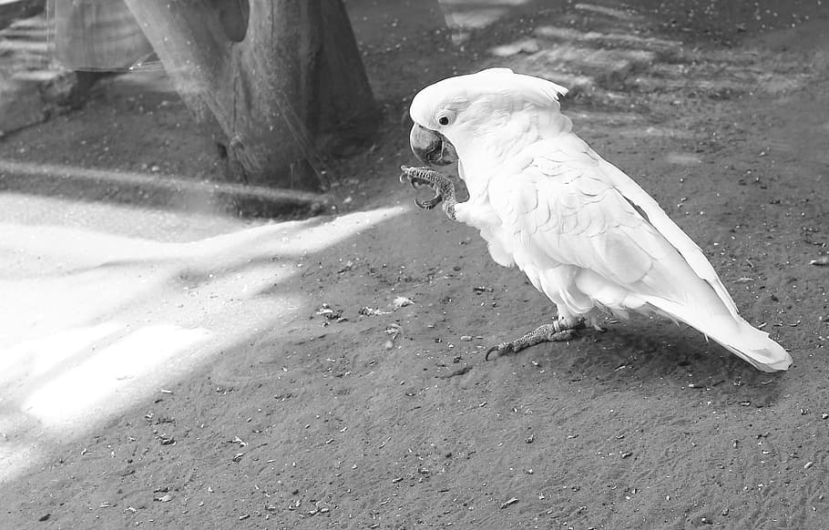white, parrot, animal, bird, nature, exotic, pet, tropical, feather, zoo