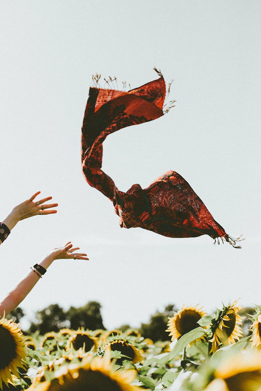 mujer, lanzando, rojo, bufanda, campo de girasol, girasol, amarillo, pétalo, campo, granja