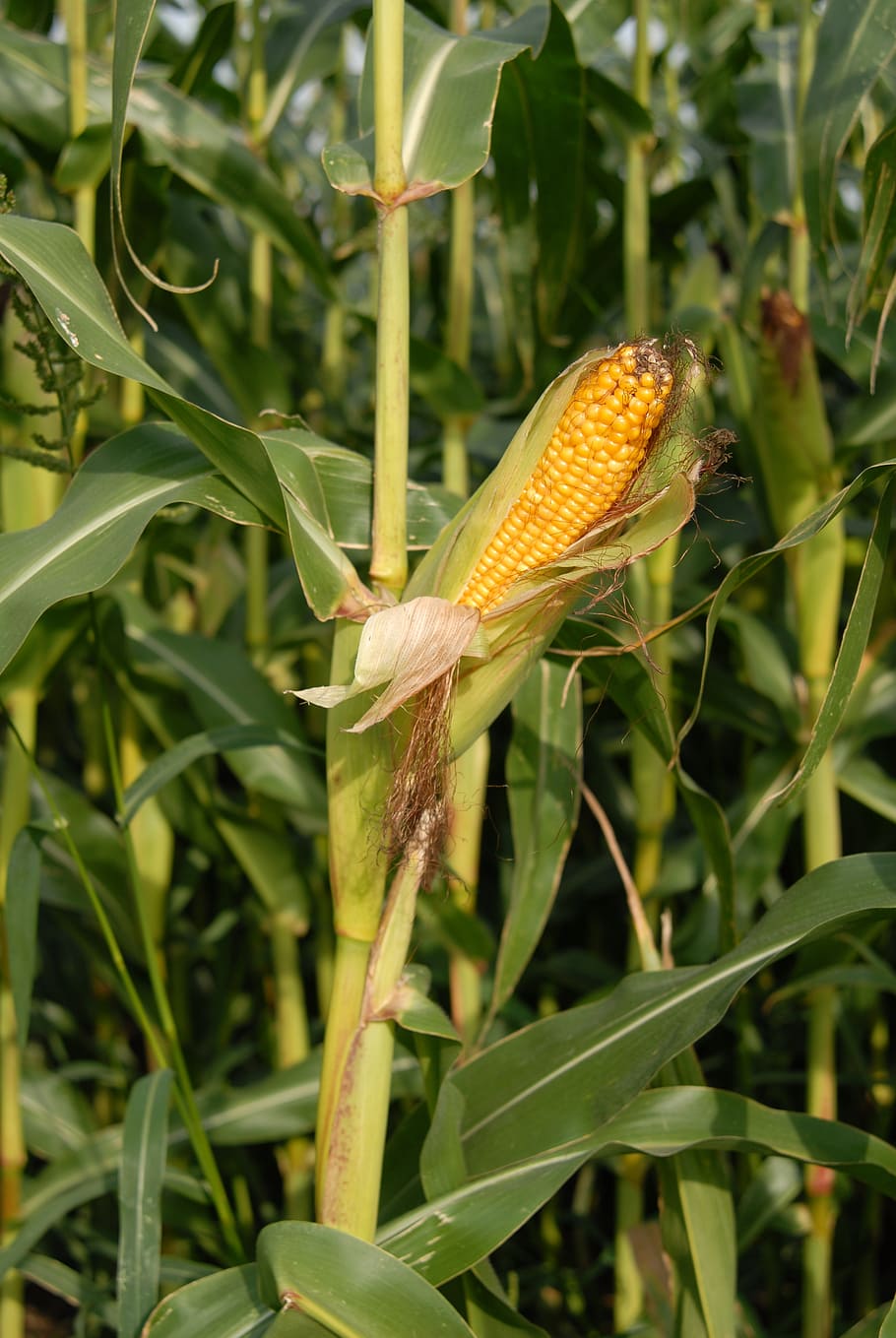 mazorcas de maíz, maíz, cereales, planta, crecimiento, color verde, día, primer plano, naturaleza, enfoque en primer plano