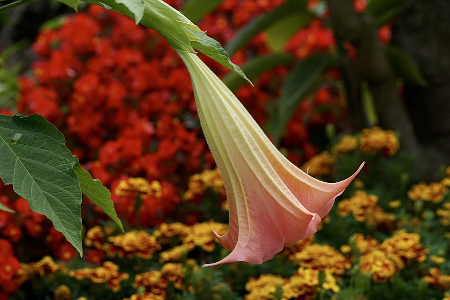 angel trumpet, flower, plant, bloom, blossom, bell shaped, nature, garden, close, red
