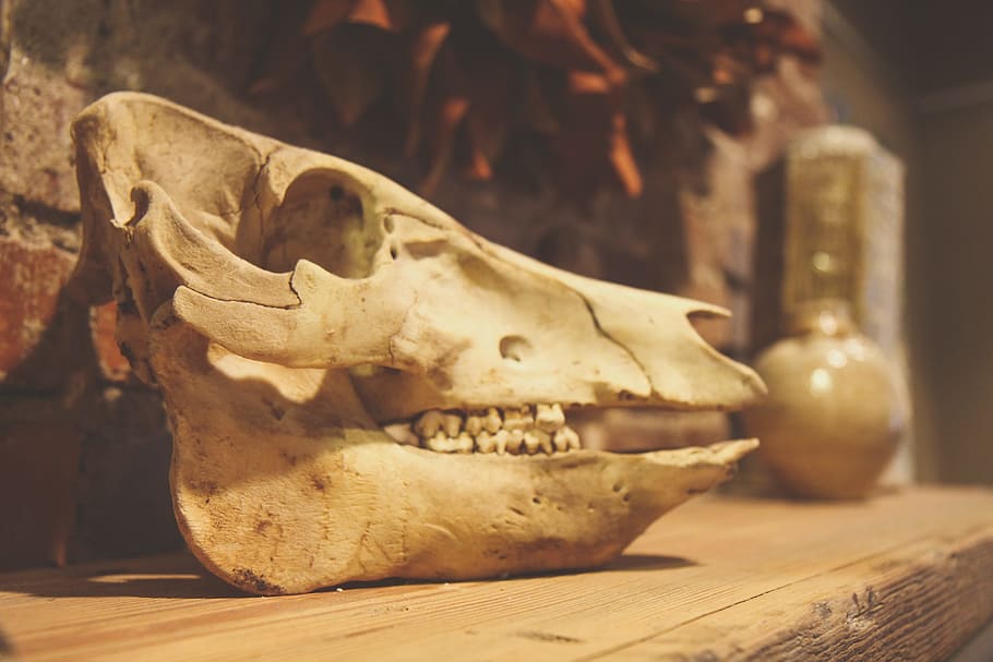 Skull, Animal, Dead, Skeleton, Nature, bone, anatomy, biology, statue, cultures