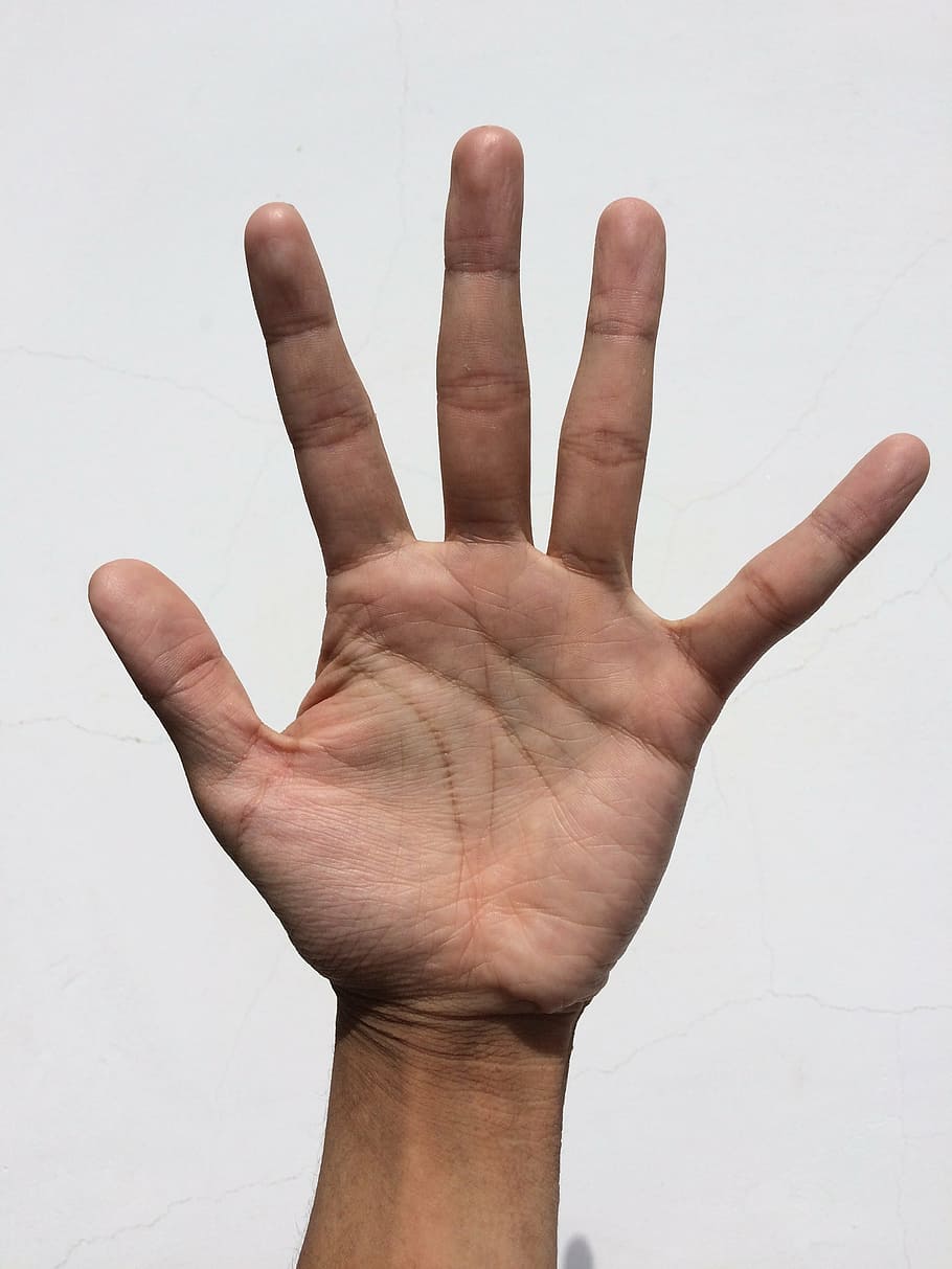 palma humana izquierda, palma, mano, dedo, blanqueamiento, lectura de palma, joven, japonés, personas, cuerpo