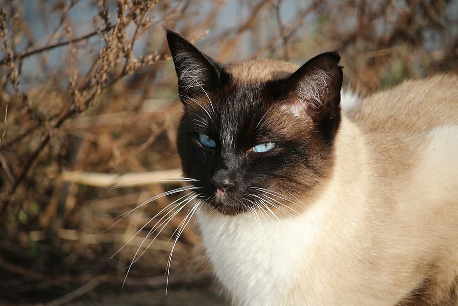 white, black, cat, standing, dried, plant, siamese, siamese cat, breed cat, siam