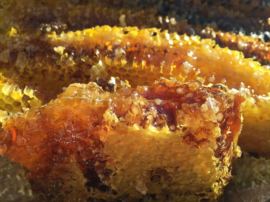 honeycombs, soil honey, the original ecology, natural, food and drink, food, close-up, freshness, still life, ready-to-eat