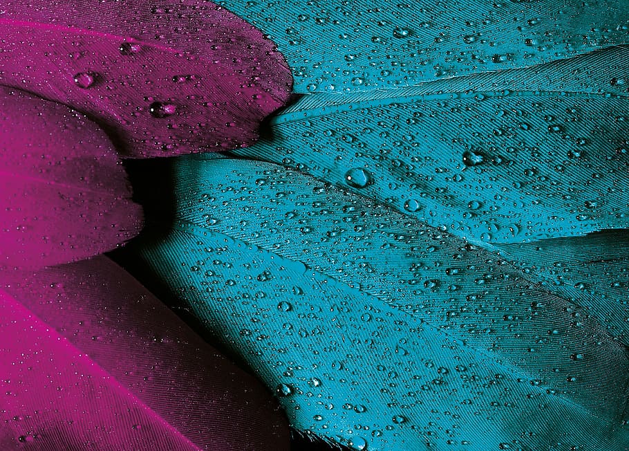 Fotografía macro, azul, púrpura, hojas, agua, gotas, plumaje, pluma, pájaro, rosa