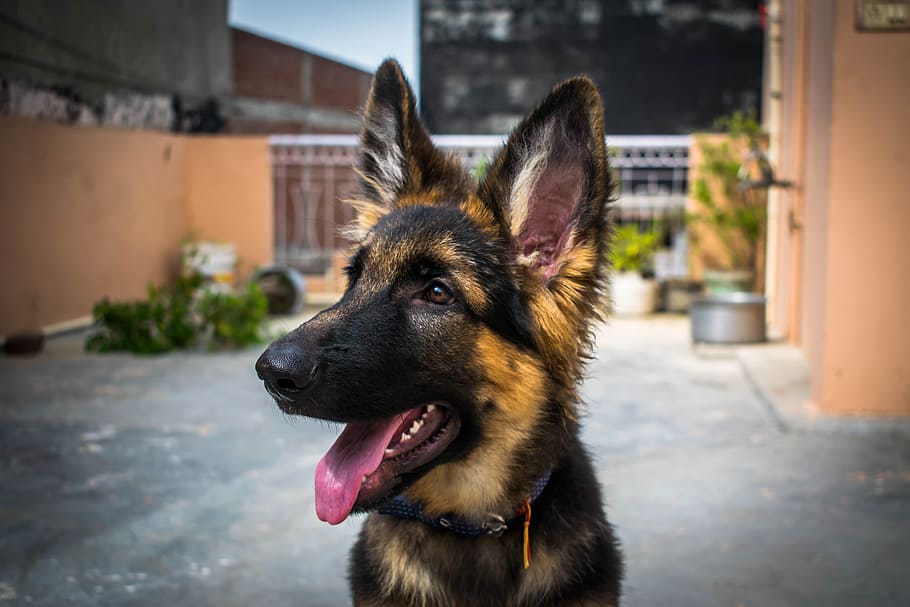 black, tan, german shepherd close-up photography, dog, puppy, gsd, cute, canine, pet, animal
