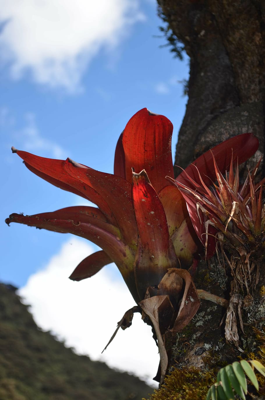 bromelia, bromeliaceae, bosque montano, biodiversidad peruana, biodiversidad amazónica peruana, planta, rojo, flor, planta floreciendo, naturaleza