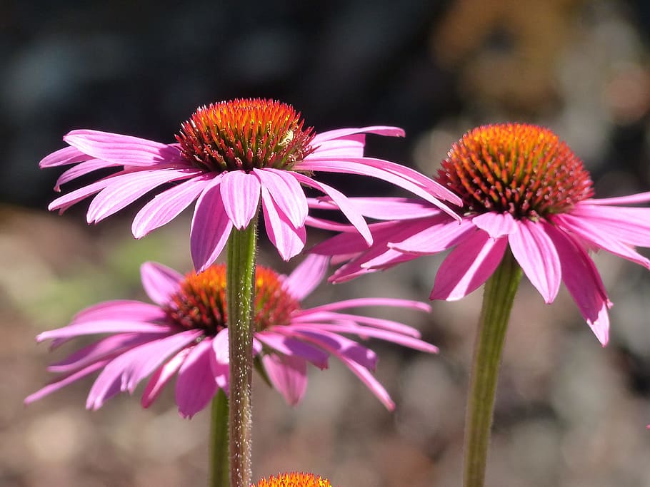 close, photography, pink, petaled flowers, cone flower, echinacea, nature, plant, garden, summer