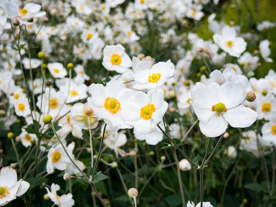 white flowers, white, petaled, flower, flowers, garden, nature, plants, plant, petal