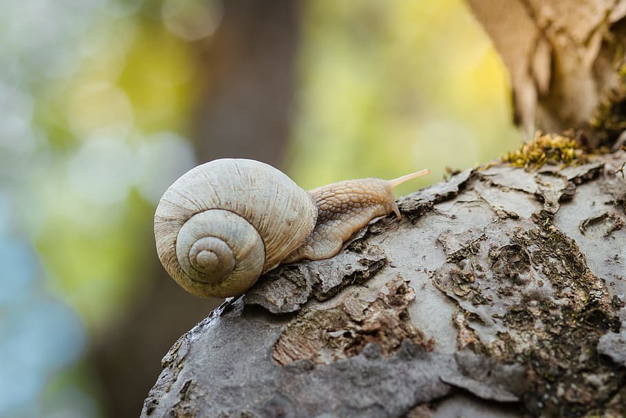 brown, snail, selective, focus photography, creeps, closeup, garden, green, background, yellow