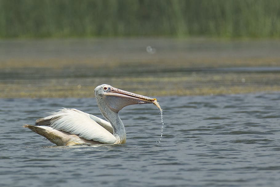 bird, pelican, mysore, india, eating, feed, fish, lake, fauna, deejayclix