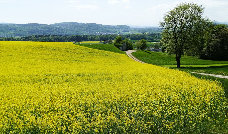 landscape, nature, sun, spring, field of rapeseeds, tree, plant, beauty in nature, environment, scenics - nature