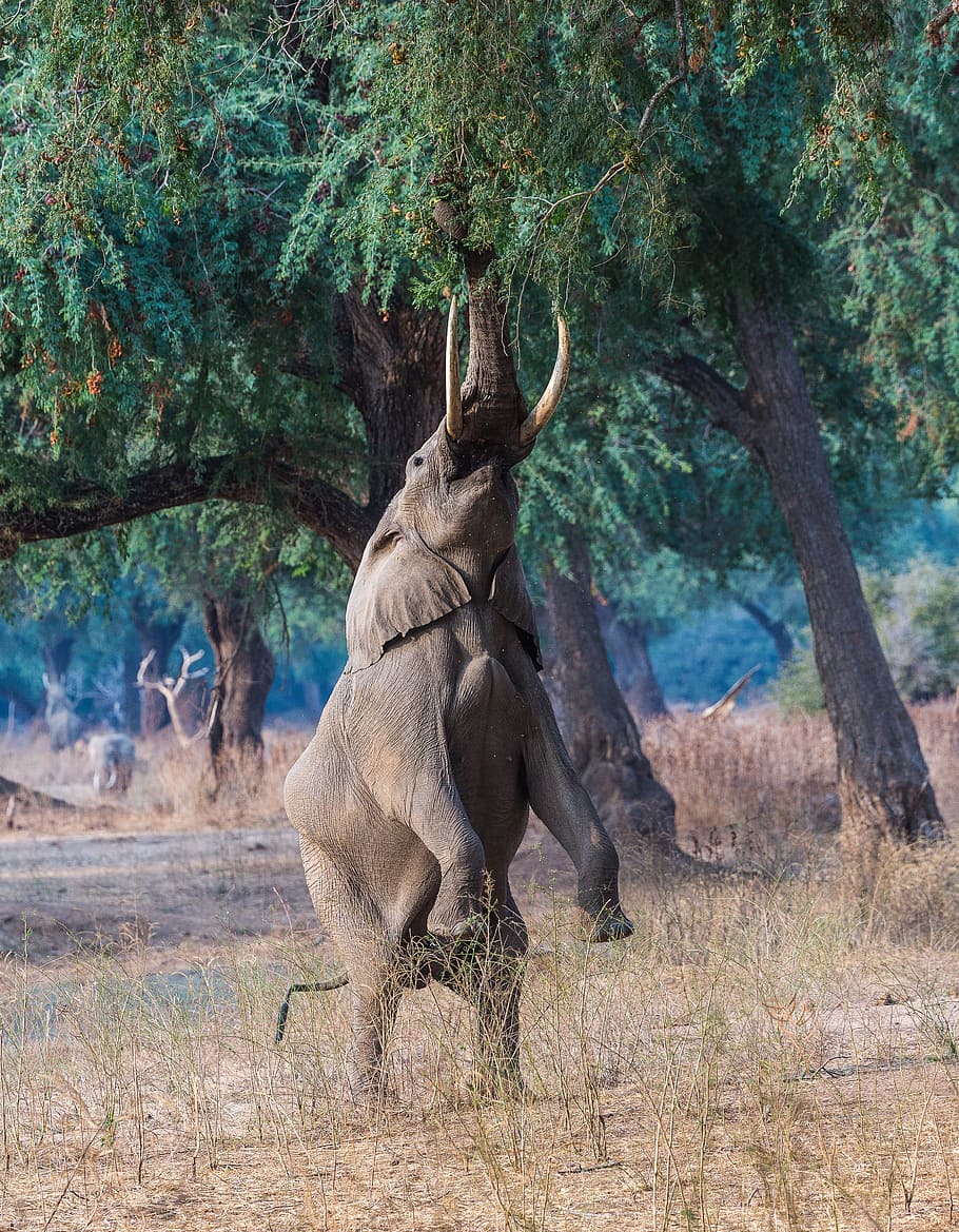 wildlife photography, elephant, reaching, trees, manapools, ele, elephant standing, hind legs, tree, plant