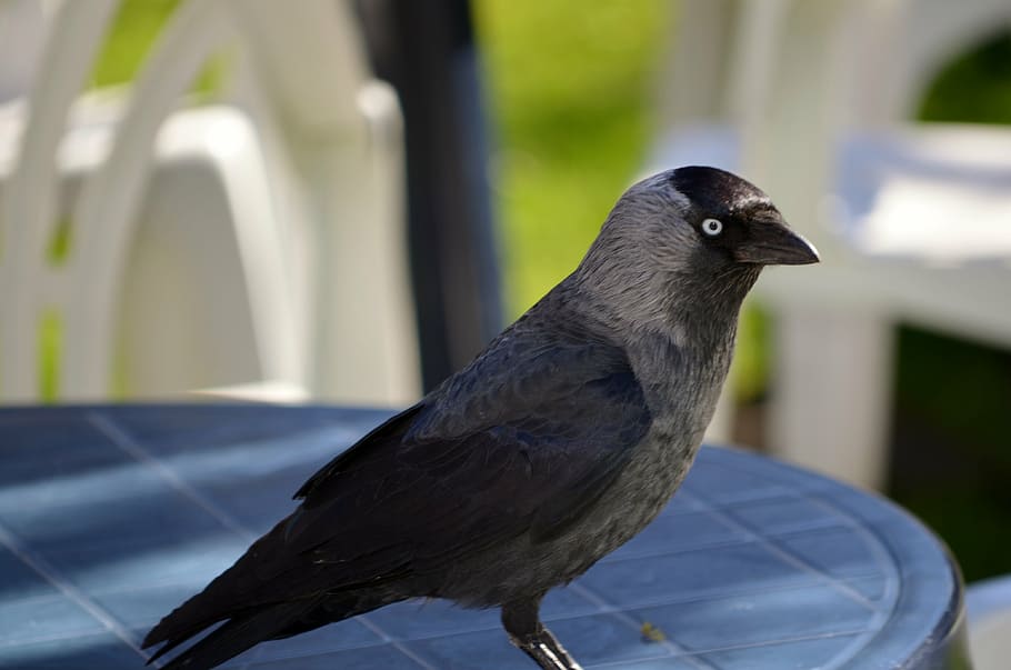jackdaw, member of the crow family, bird, corvus monedula, spring, table, animal, wildlife, nature, feather
