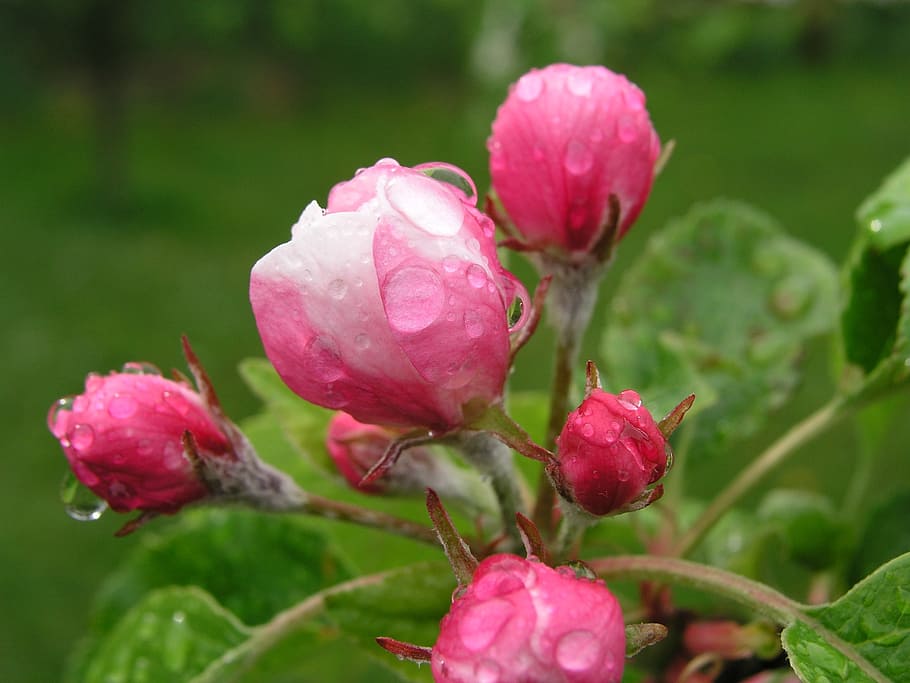 rosen, flower, summer, pink, pink color, plant, growth, flowering plant, freshness, beauty in nature