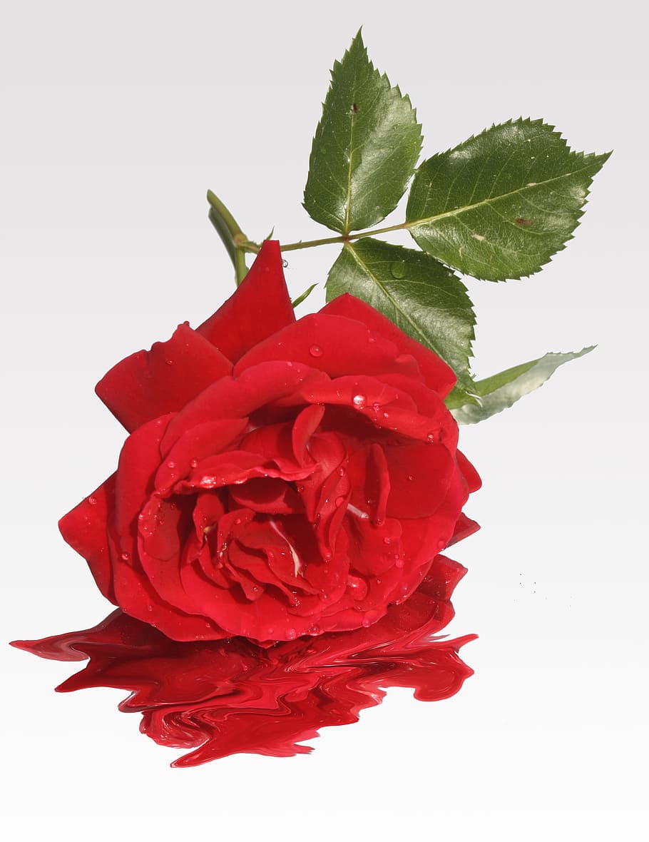 red rose flower, Love, Flower, Memory, Map, love, flower, rose, memory, map, greeting, red
