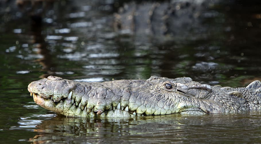 cocodrilo puntiagudo, cocodrilo, crocodylus acutus, reptil, al acecho,  diente, carnívoros, lagarto, peligroso, animal | Pxfuel