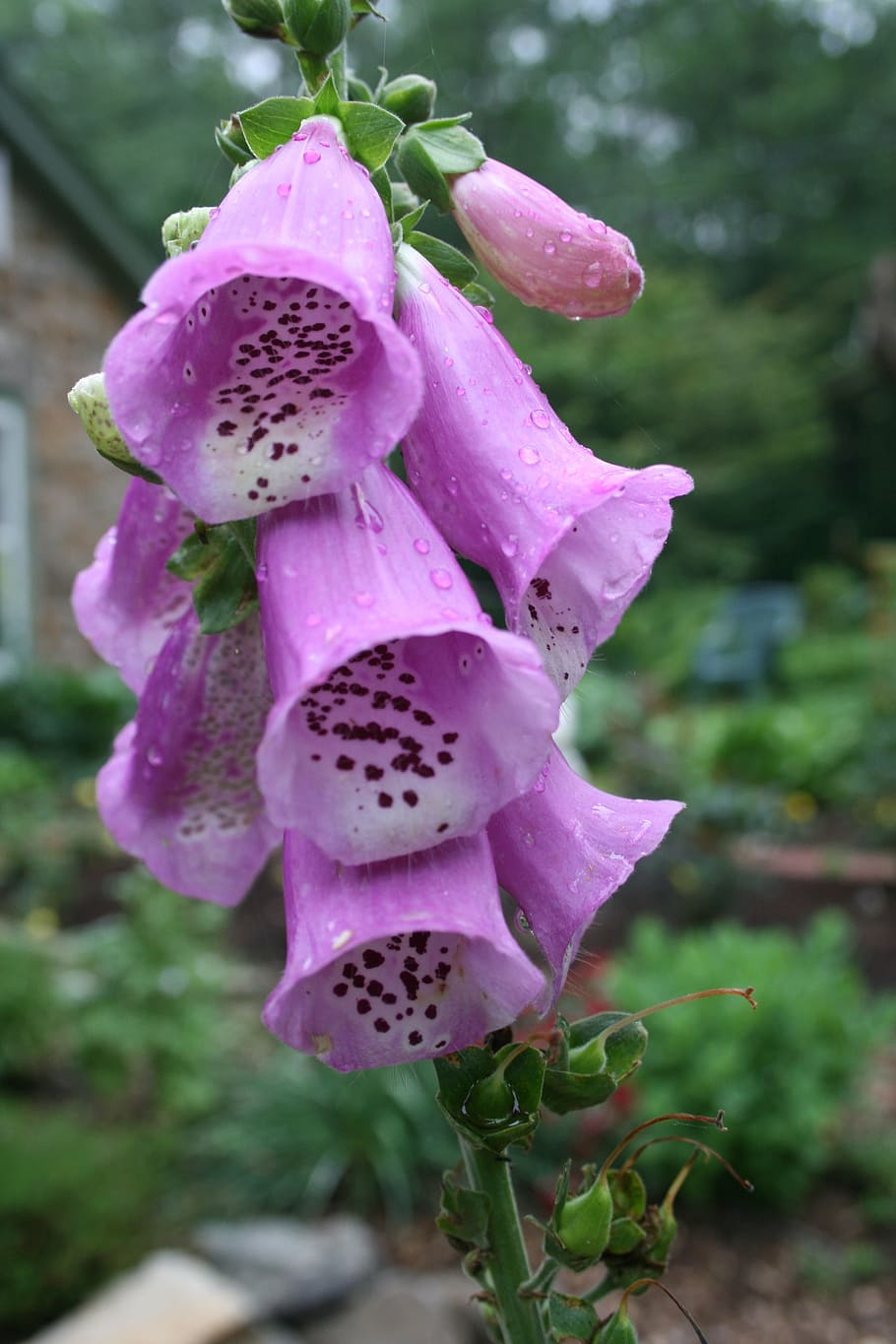foxglove, blossom, purple, botanical, summer, growth, beauty in nature, flower, plant, flowering plant