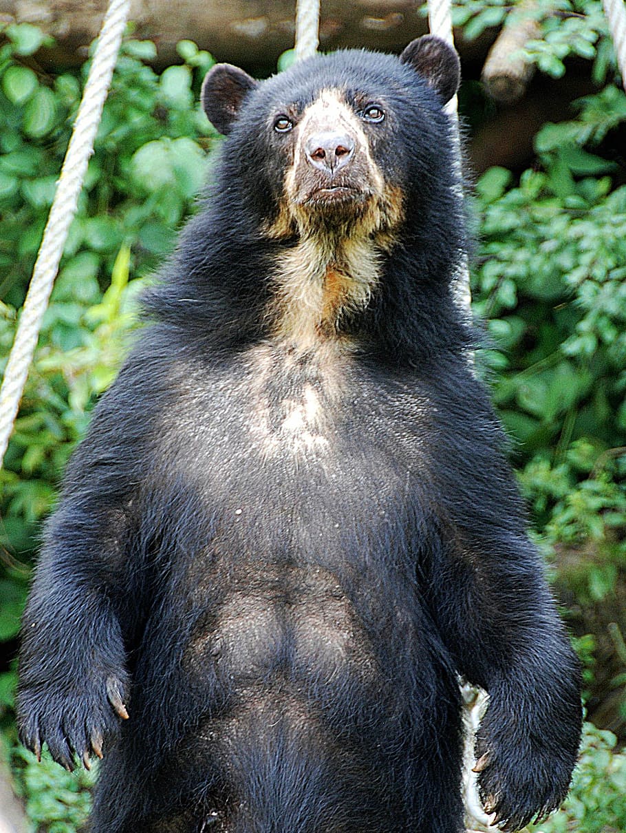 oso negro, oso, oso de anteojos, zoológico, recinto, fauna, animal, mamífero, naturaleza, animales en estado salvaje
