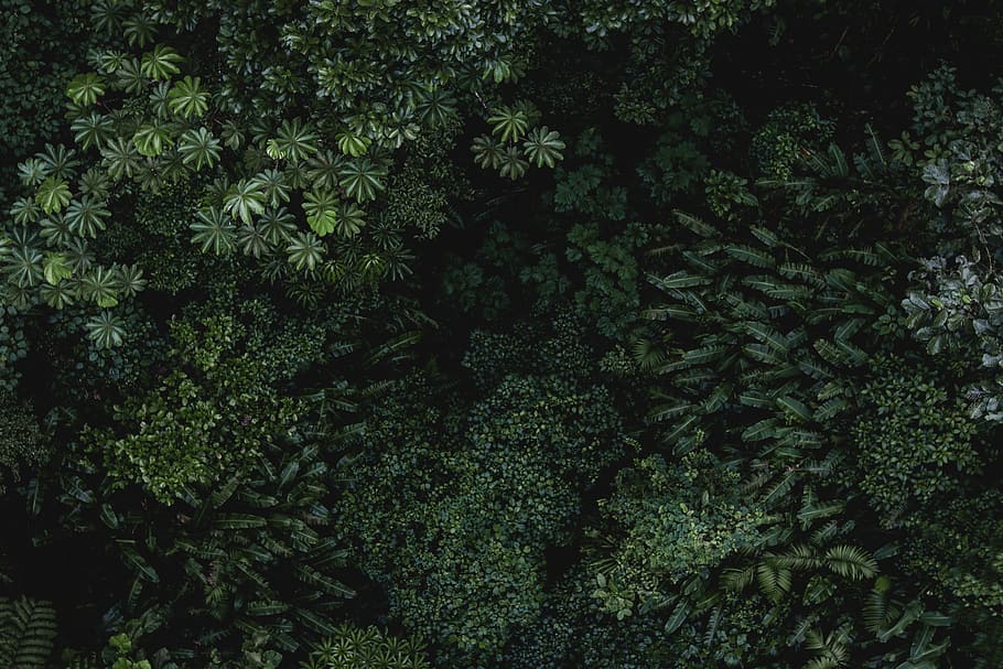 緑の葉, 緑, 葉, 植物, 黒, 枝, 自然, 森, 木, 背景