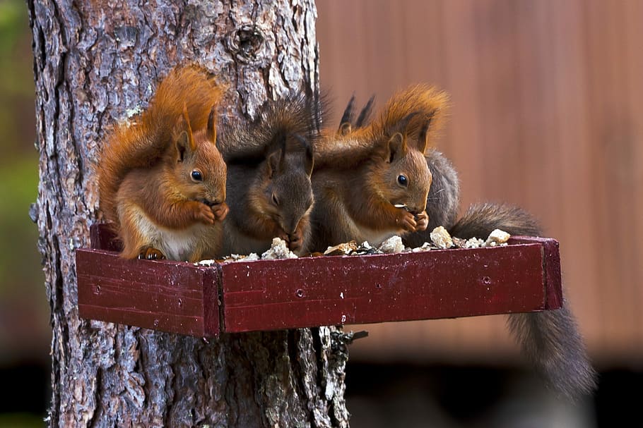 squirrel, standing, brown, wood, three, pine, animal themes, mammal, animal wildlife, animal