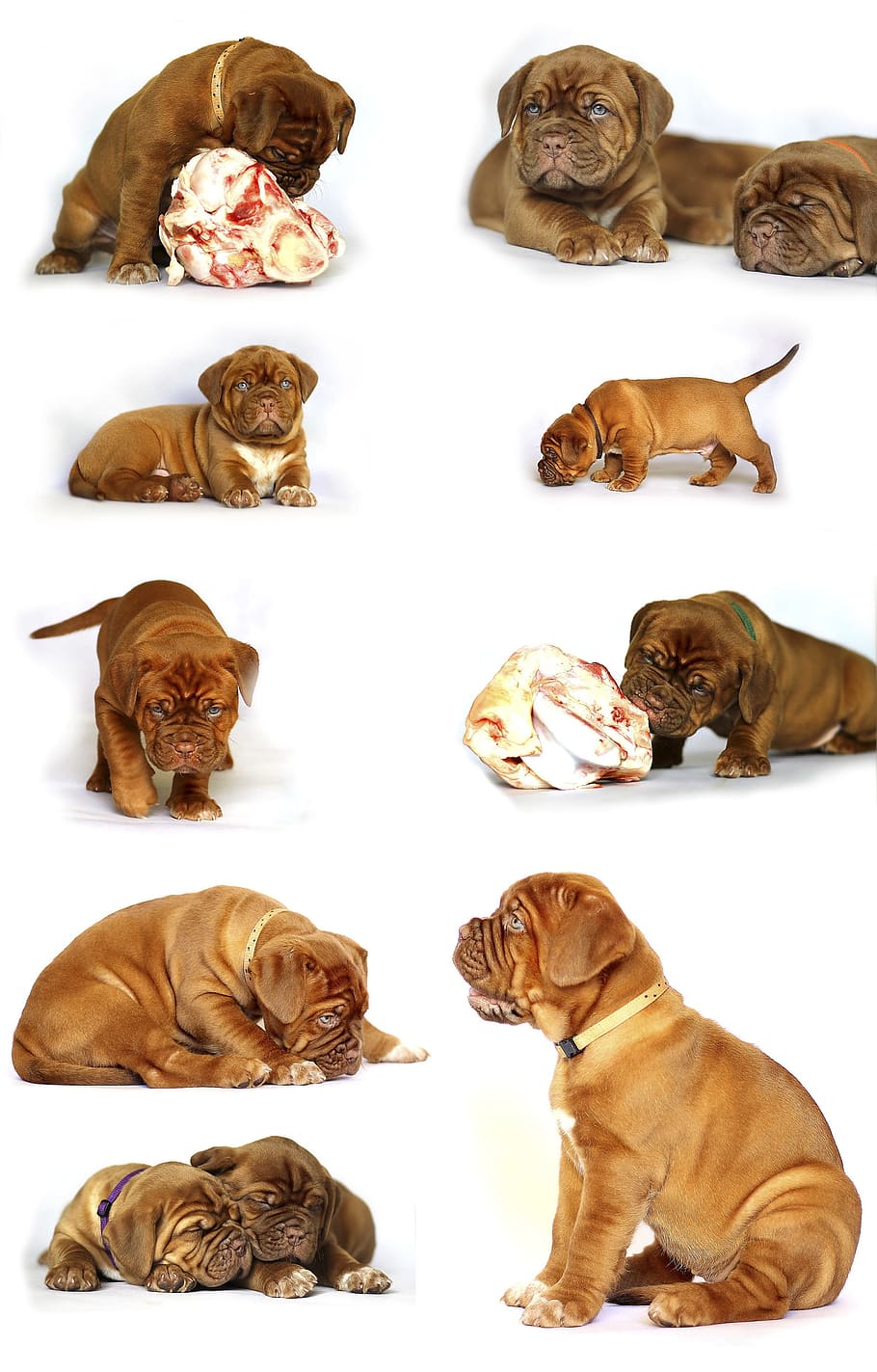 red, french, mastiff puppy collage, bordeaux, mastiff, dog, animal, white, de, mastiffs