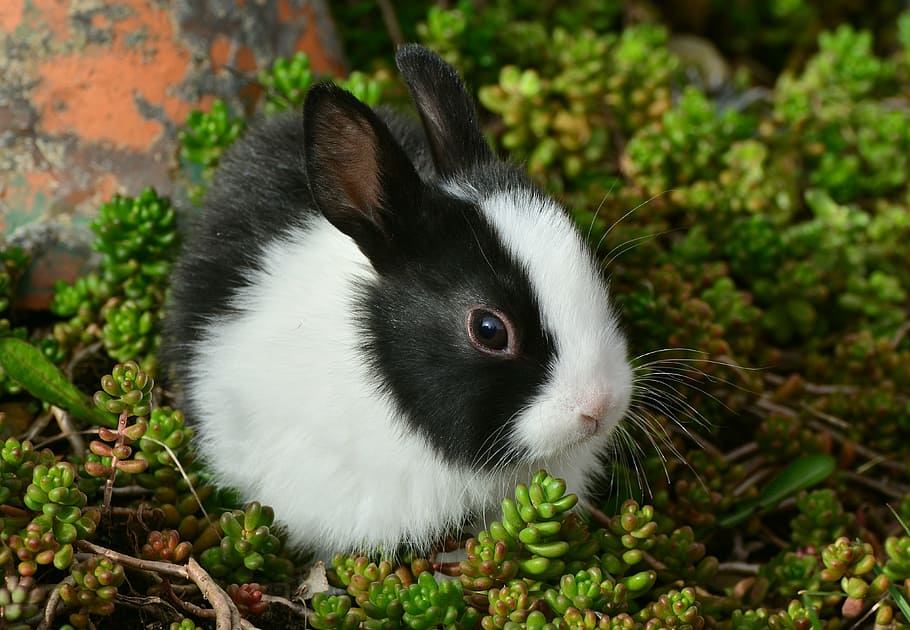 white, black, rabbit, green, plant, hare, bunny, cute, fur, pet
